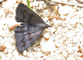 Black-banded Phalaenostola